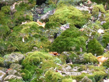 High angle view of plants and rocks