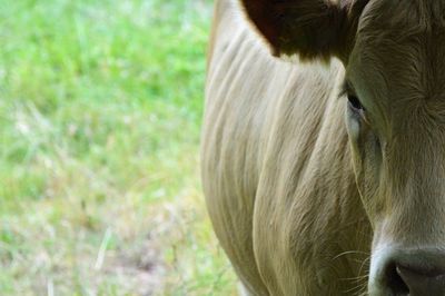 Close-up of horse grazing on field