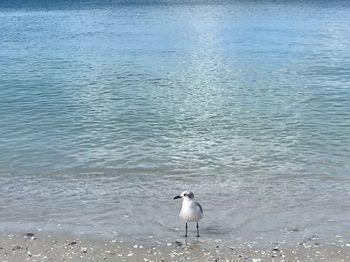 High angle view of seagull on beach