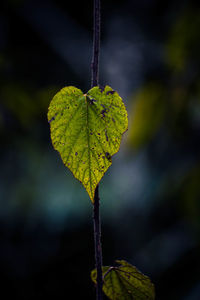 Close-up of leaf