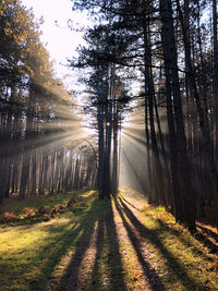 Sunlight streaming through trees in forest