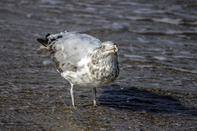 Close-up of seagull perching on shore