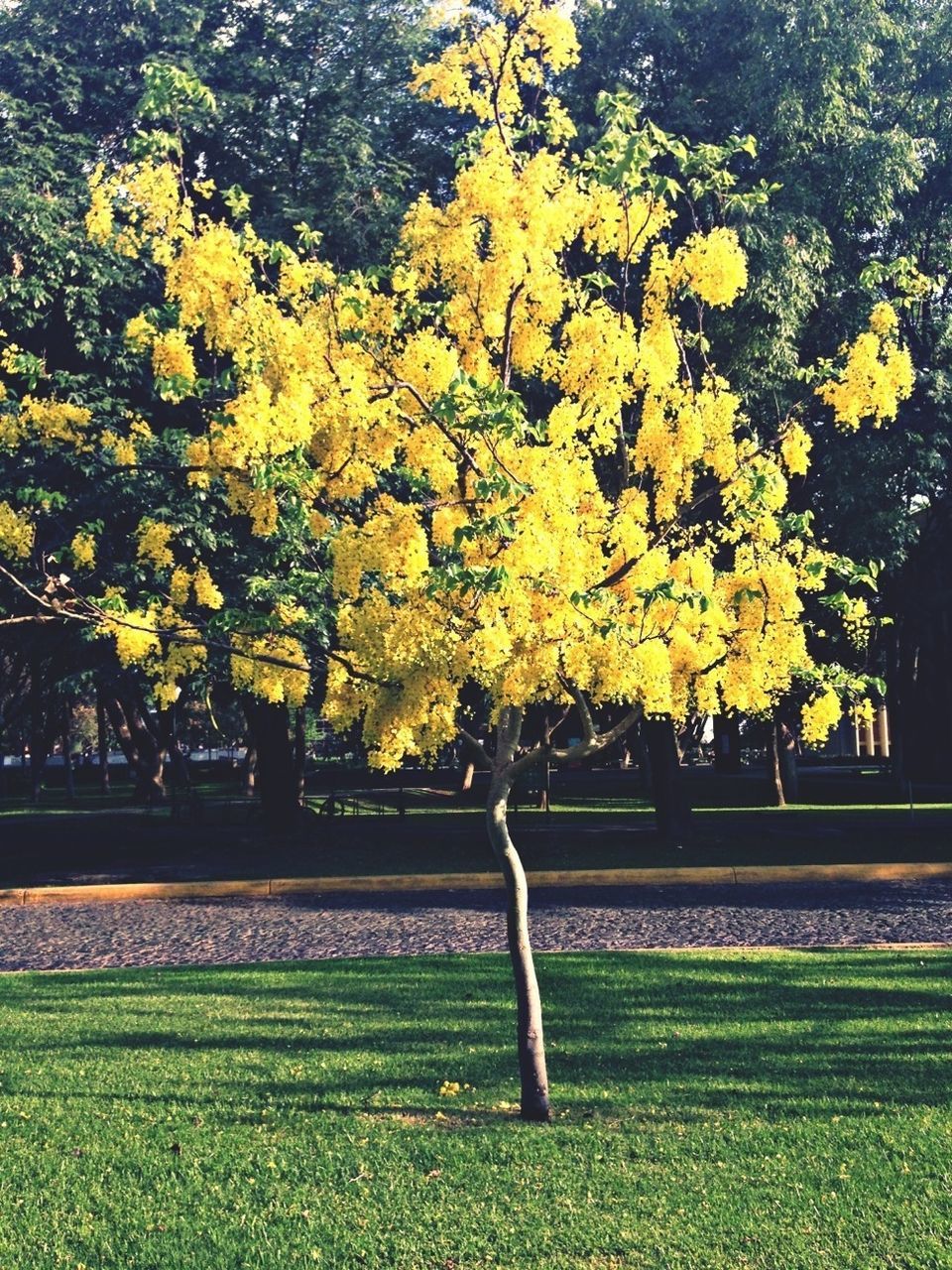 flower, yellow, tree, growth, park - man made space, beauty in nature, grass, freshness, nature, field, green color, tranquility, plant, garden, fragility, park, formal garden, outdoors, blossom, lawn