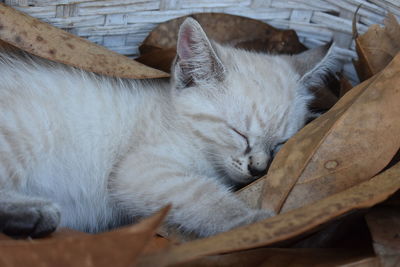 High angle view of cat sleeping