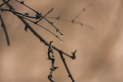Close-up of  drop on the twigs