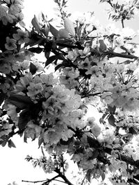 Low angle view of cherry blossoms in spring