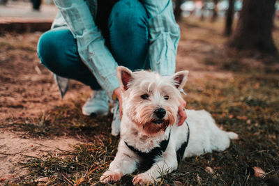 Dog on field