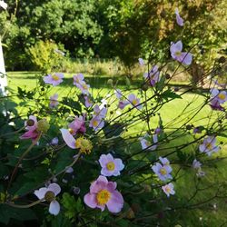 Close-up of flowers blooming on tree