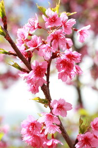 Close-up of pink flowers