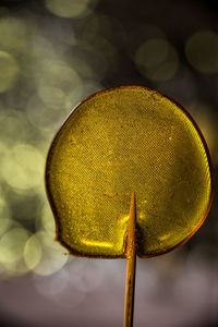 Close-up of yellow flowering plant