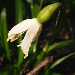 Close-up of plant against blurred background