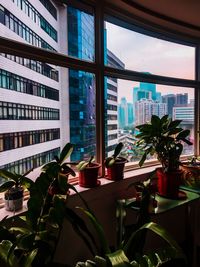 Potted plant on table in city