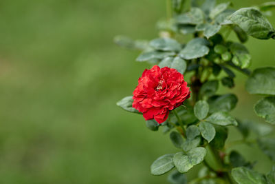 Close-up of red rose flower