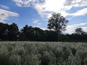 Trees on field against sky