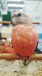 Close-up of parrot perching