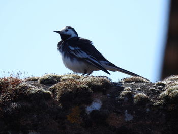 Bird perching on rock against sky