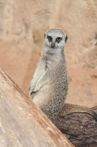 Portrait of meerkat standing outdoors