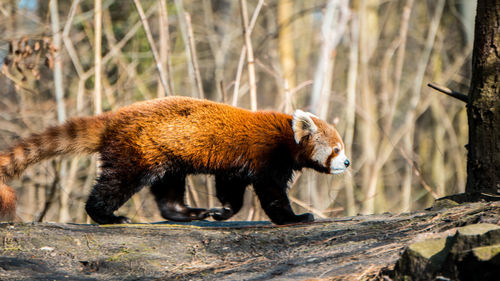 Side view of an red panda 