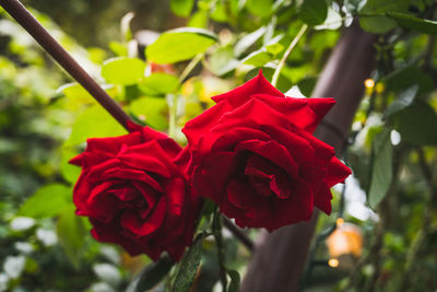 Close-up of red rose