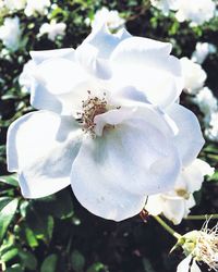 Close-up of white flowers