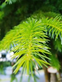 Close-up of green leaves