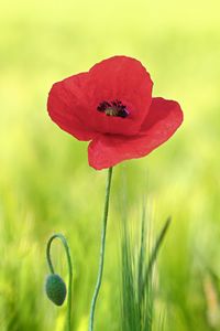 Close-up of red poppy flower on field