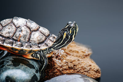 Close-up of turtle