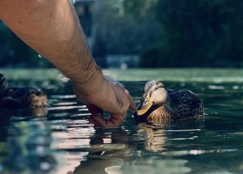 Close-up of hand feeding bird