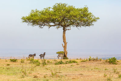 Lonely tree on the savannah with zebras