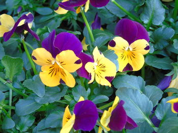 Close-up of yellow flowers blooming outdoors