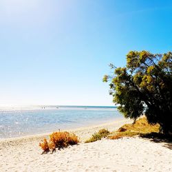 Tree on beach against clear blue sky