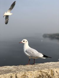 Seagull perching on a sea