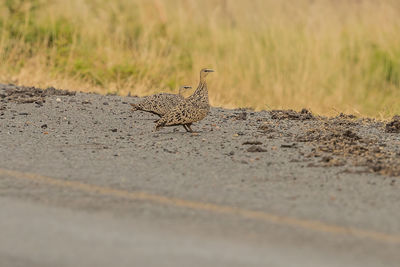 View of bird on dirt road