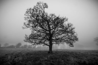 Tree on field against clear sky