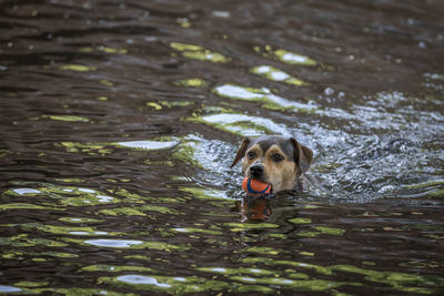 Portrait of dog in a lake