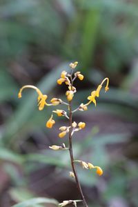 Close-up of flowers against blurred background