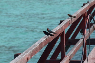 High angle view of birds perching on railing over sea