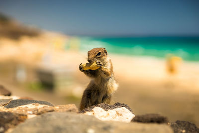 Close-up of chipmunkon a rock