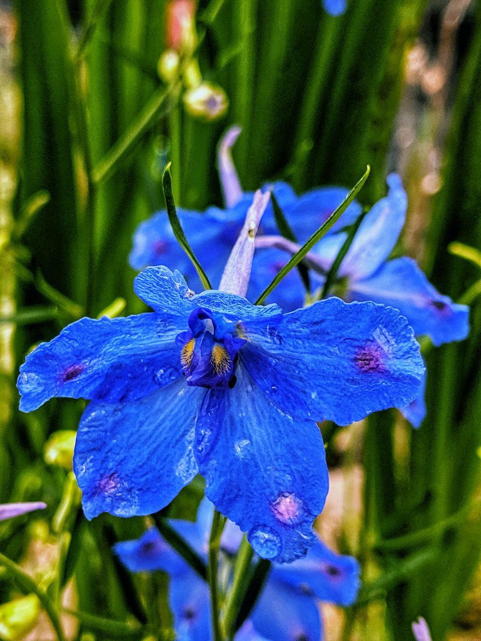 CLOSE-UP OF PURPLE BLUE FLOWER