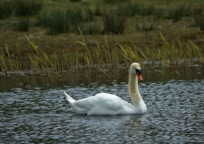 Swan swimming in lake