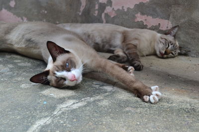 Portrait of cat lying down
