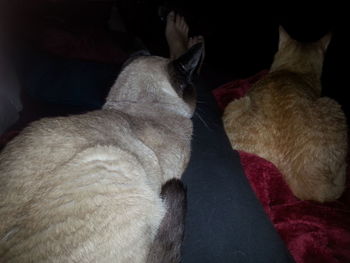 Close-up of a sleeping dog