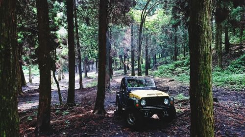 View of trees in forest