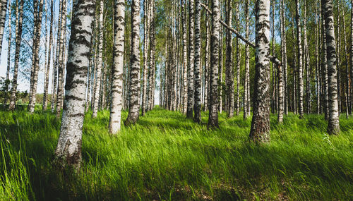 Scenic view of birch trees growing in forest