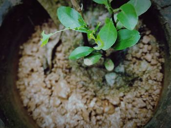 High angle view of potted plant