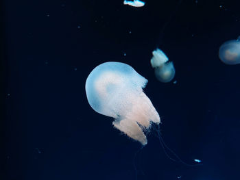 jellyfish