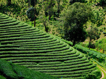 Scenic view of agricultural field