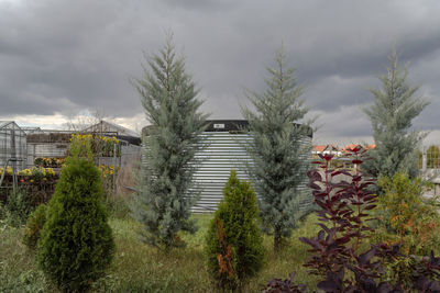 Trees and plants against sky