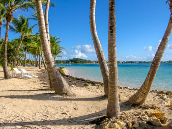 Trees at beach against blue sky