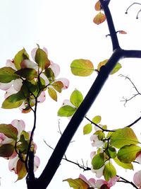 Low angle view of flowers growing on tree